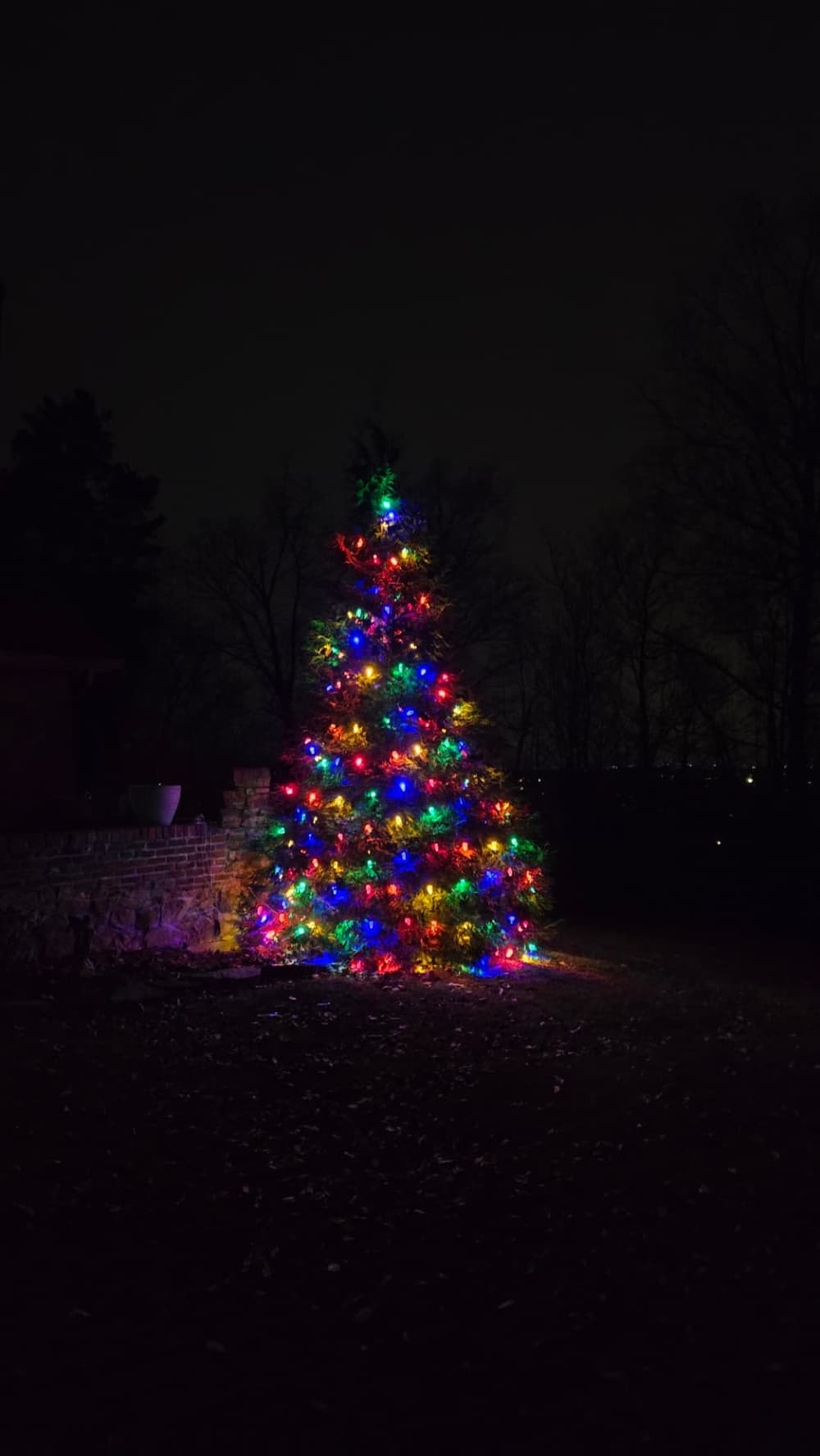 Outdoor evergreen tree wrapped in multicolor C9 Christmas lights
