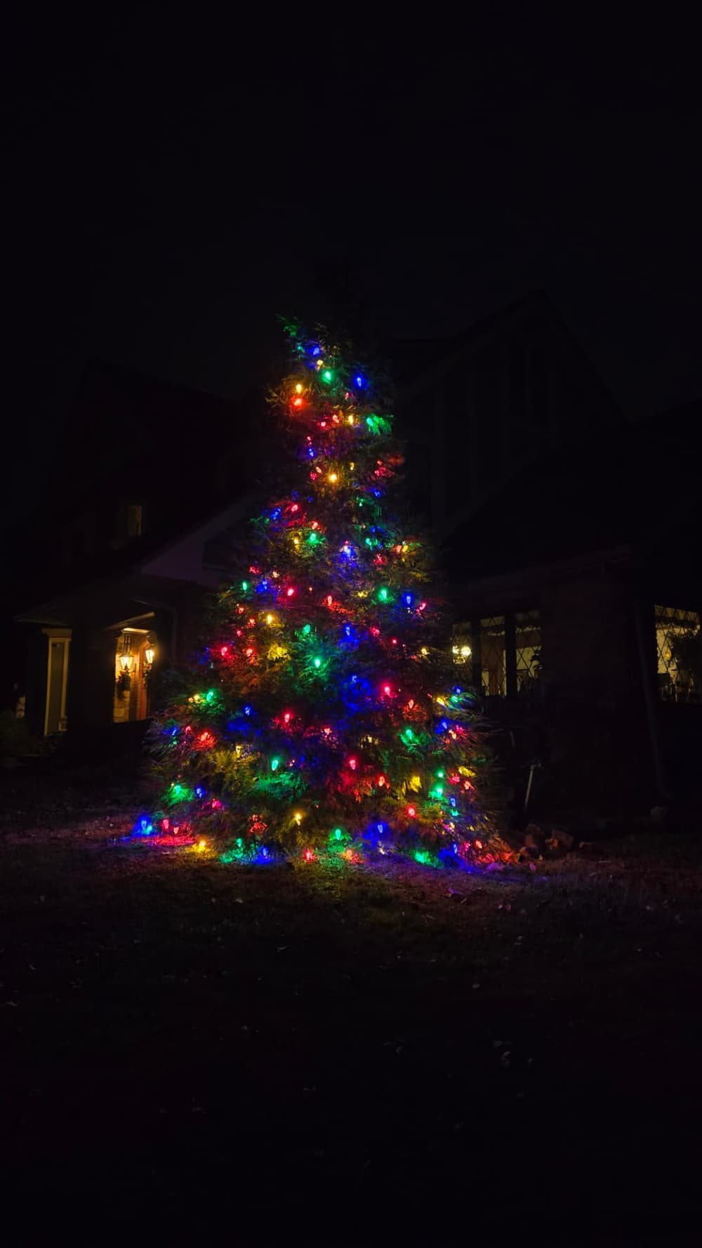 Tall front yard evergreen lit with multicolor Christmas bulbs